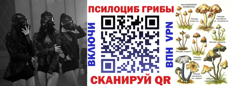 Купить  Верея  Псилоцибиновые грибы Psilocybe 